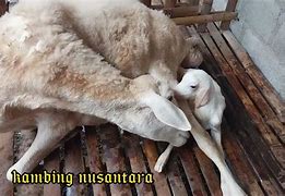 Kambing Melahirkan Kembar 2 Di Indonesia